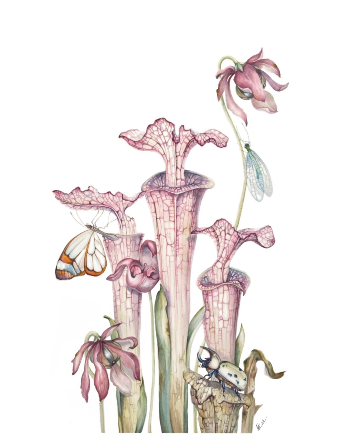 "Carnivorous" Art Print